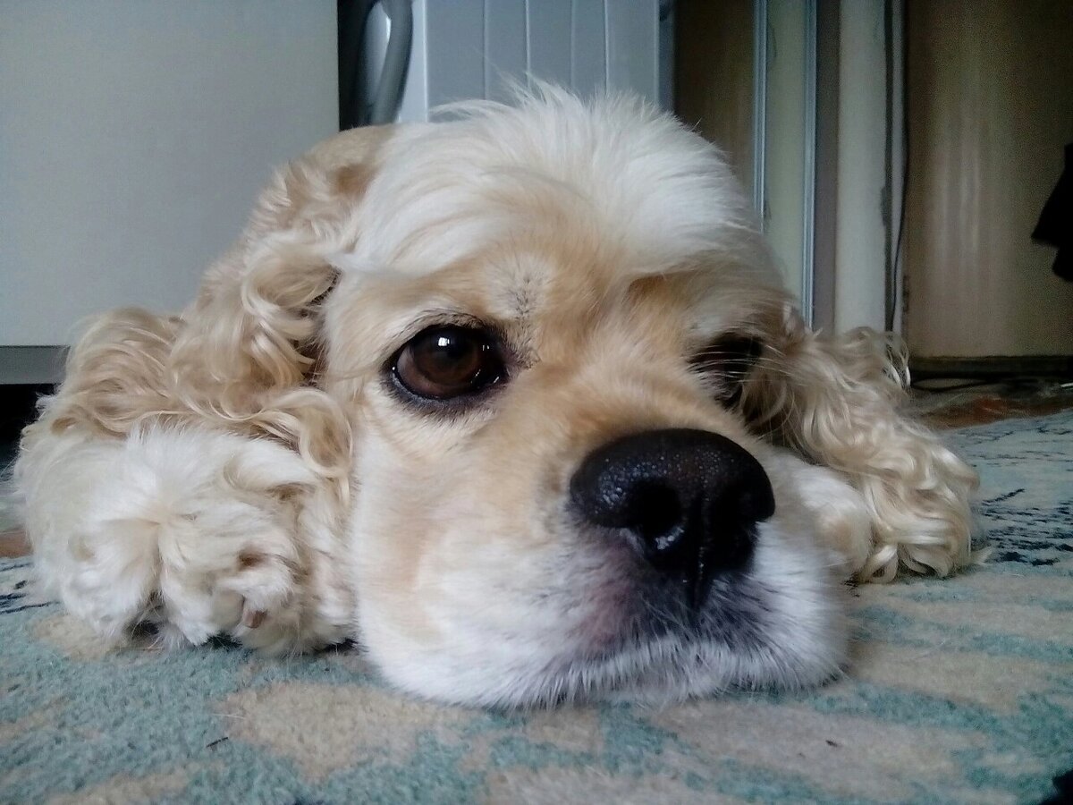 Лапочка 😣💔