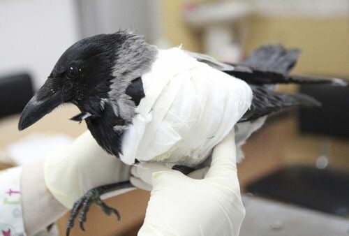 Раненая птица