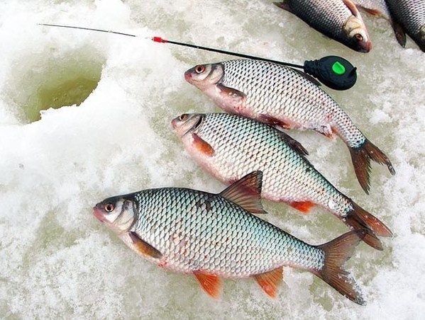 Фото взято с Яндекса.