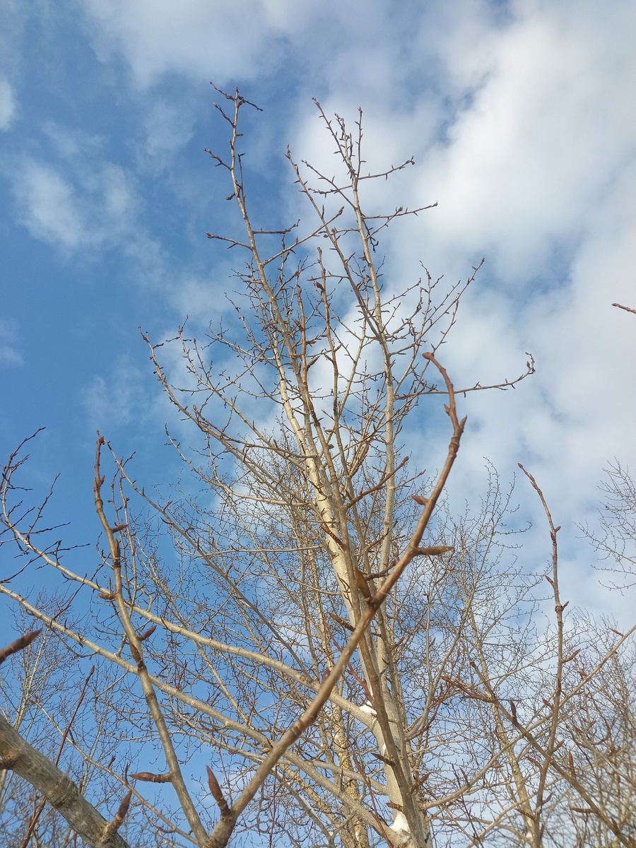 Тополь весной