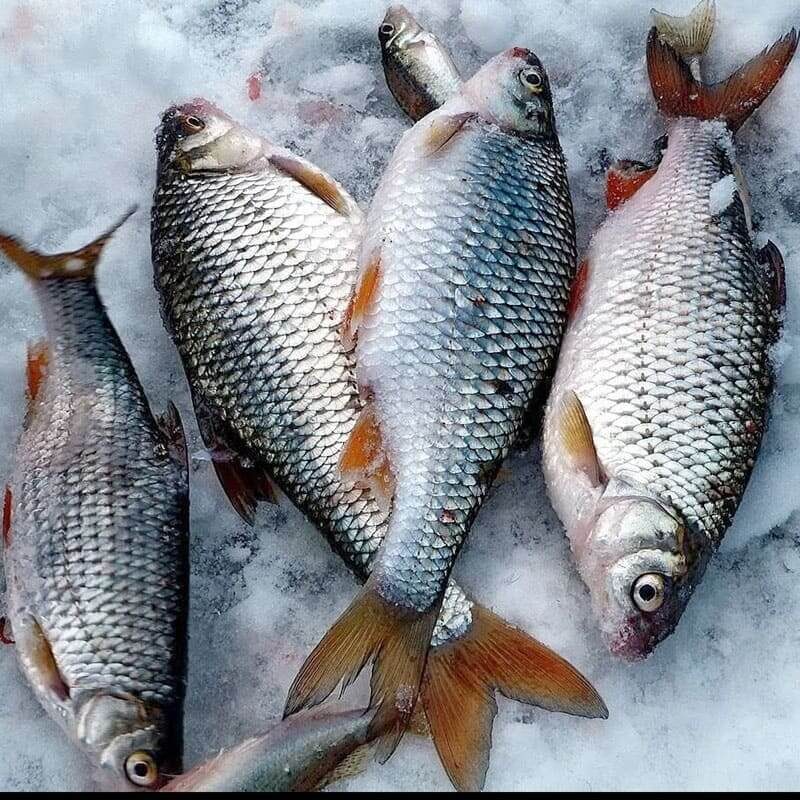 Фото взято с Яндекса.