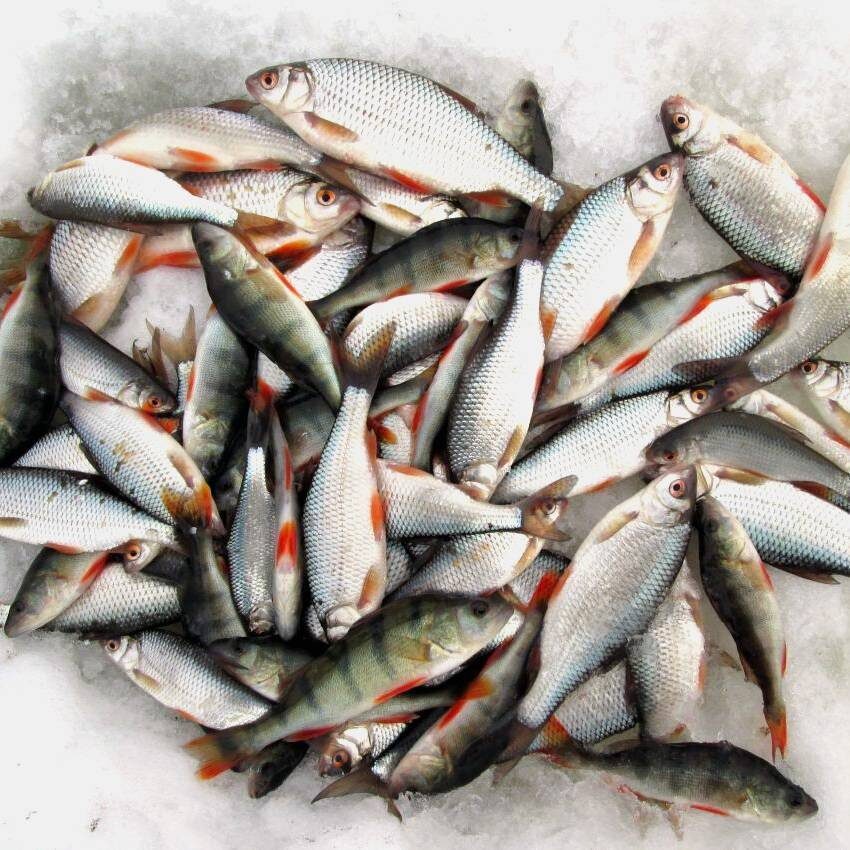 Фото взято с Яндекса.