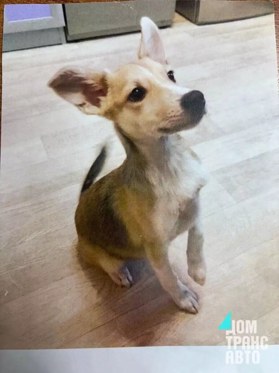     Источник: «Домтрансавто Нижневартовск»