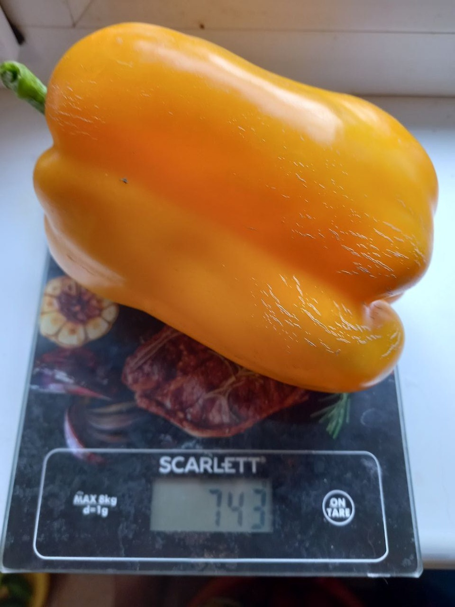 перец сладкий "F1 Фельдмаршал Суворов". Фото автора.