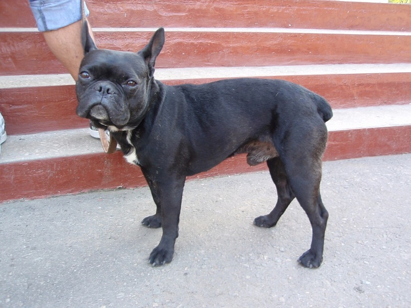 Боцик, 3 года