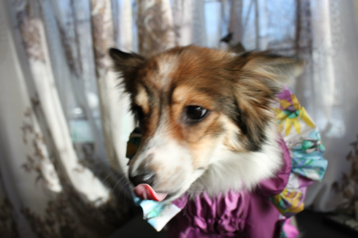 Боня (Барселона)