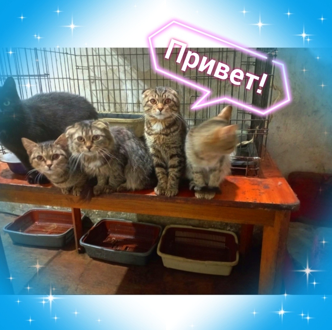 Наши подопечные... 