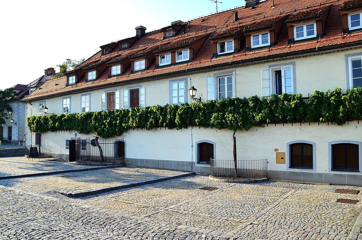 Лоза в г. Марибор