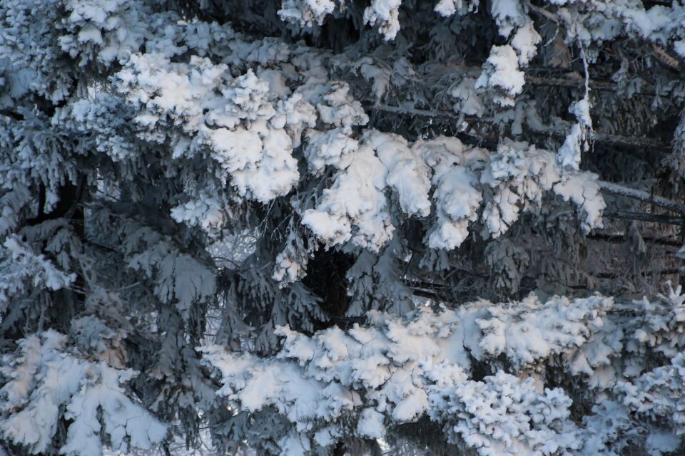    Нагорный парк Барнаула зимой. Источник: Виталий Барабаш