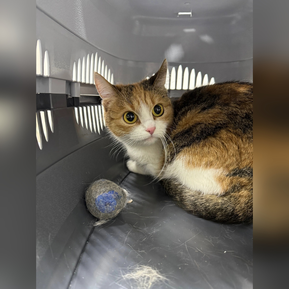 Эленика осталась без хозяйки.