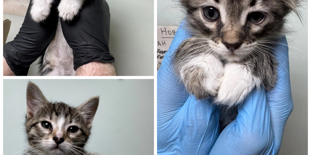 У нас новенькие будущие счастливчики