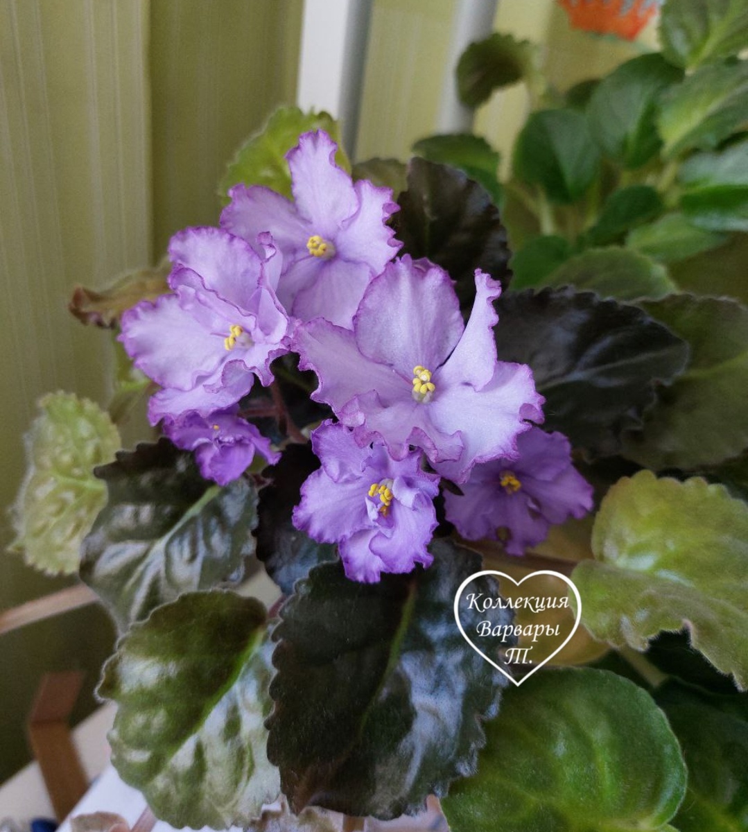 ЛЕ-Хрустальный перезвон