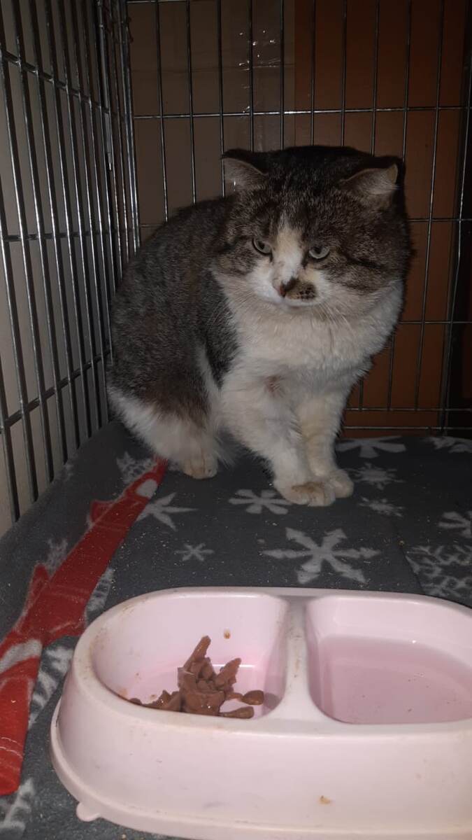 Томик ( Майор). Нос уже поджил. Кот немного отмылся даже.