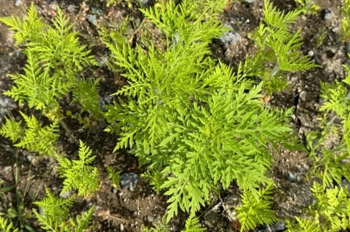    На Камчатке ученые нашли новый опасный сорняк