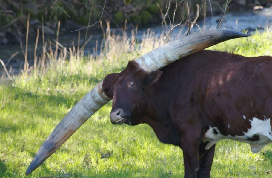 Хорошо хоть, таких рогов у коровушки не было...
