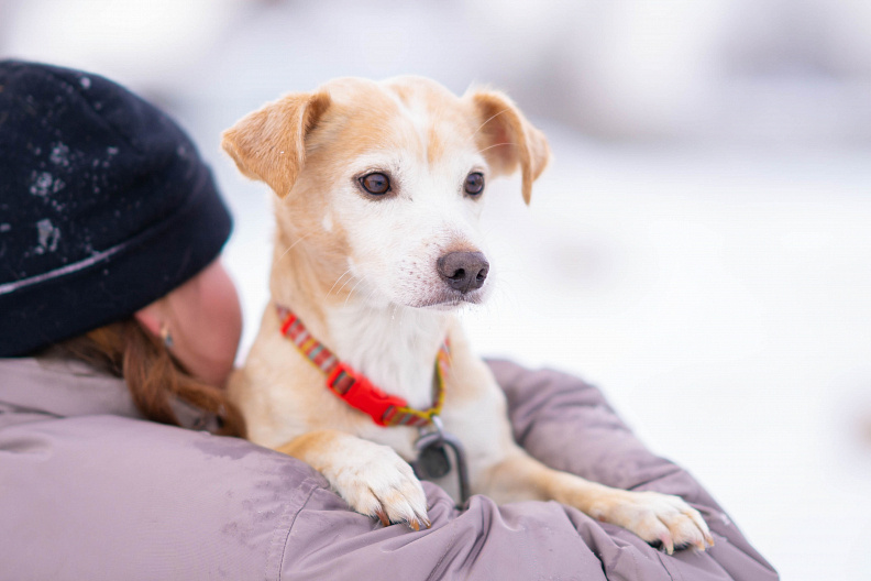    9 собак бойца СВО нашли временный дом в нижневартовском приюте для животных