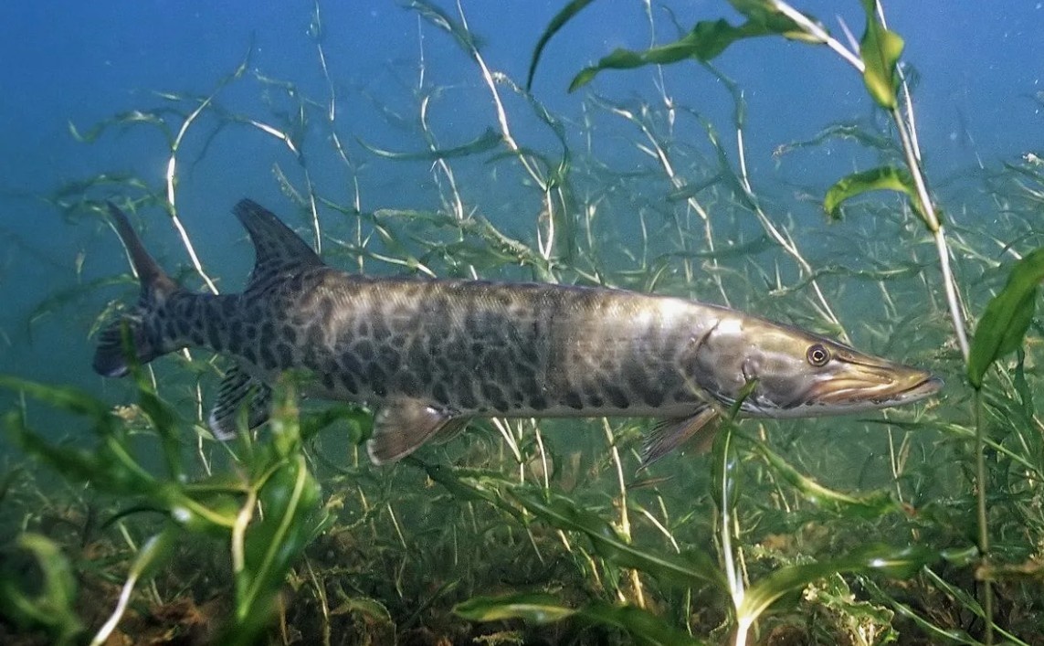 Щука-маскинонг, фото из сети