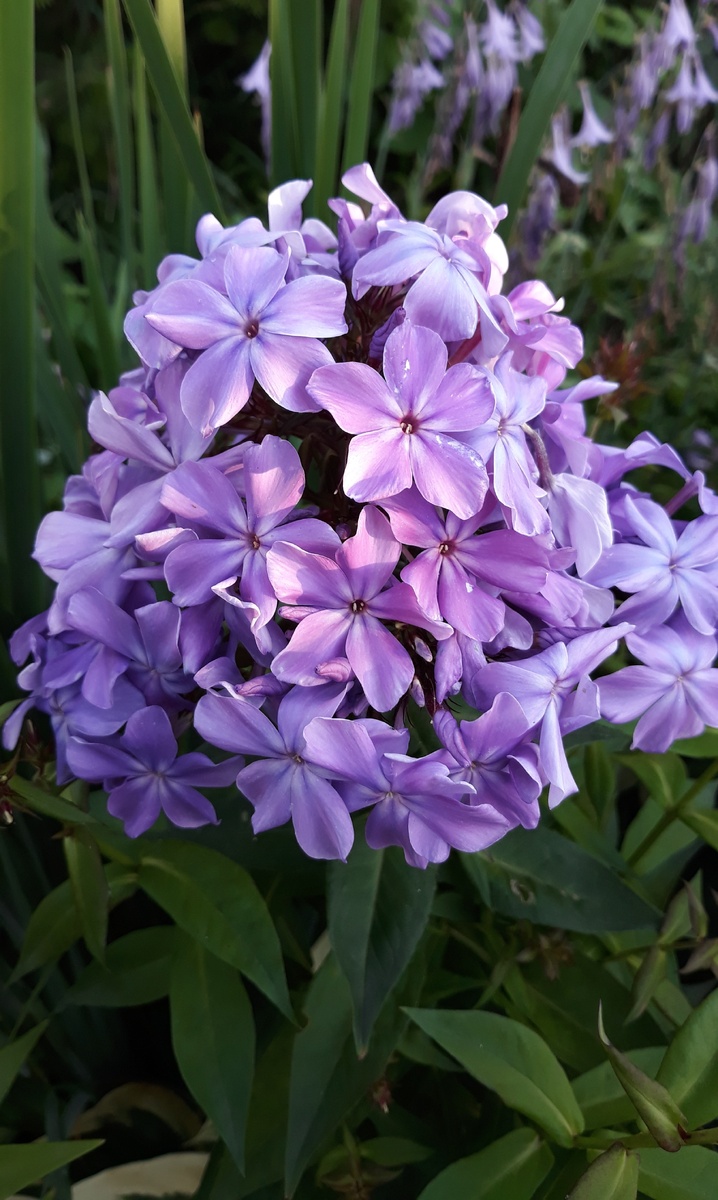 Флокс Гордость России днем. 