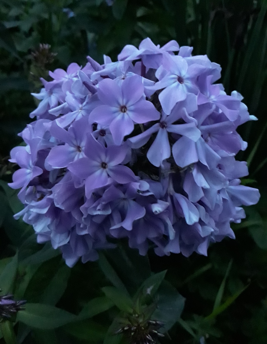 Флокс Гордость России в сумерках. 