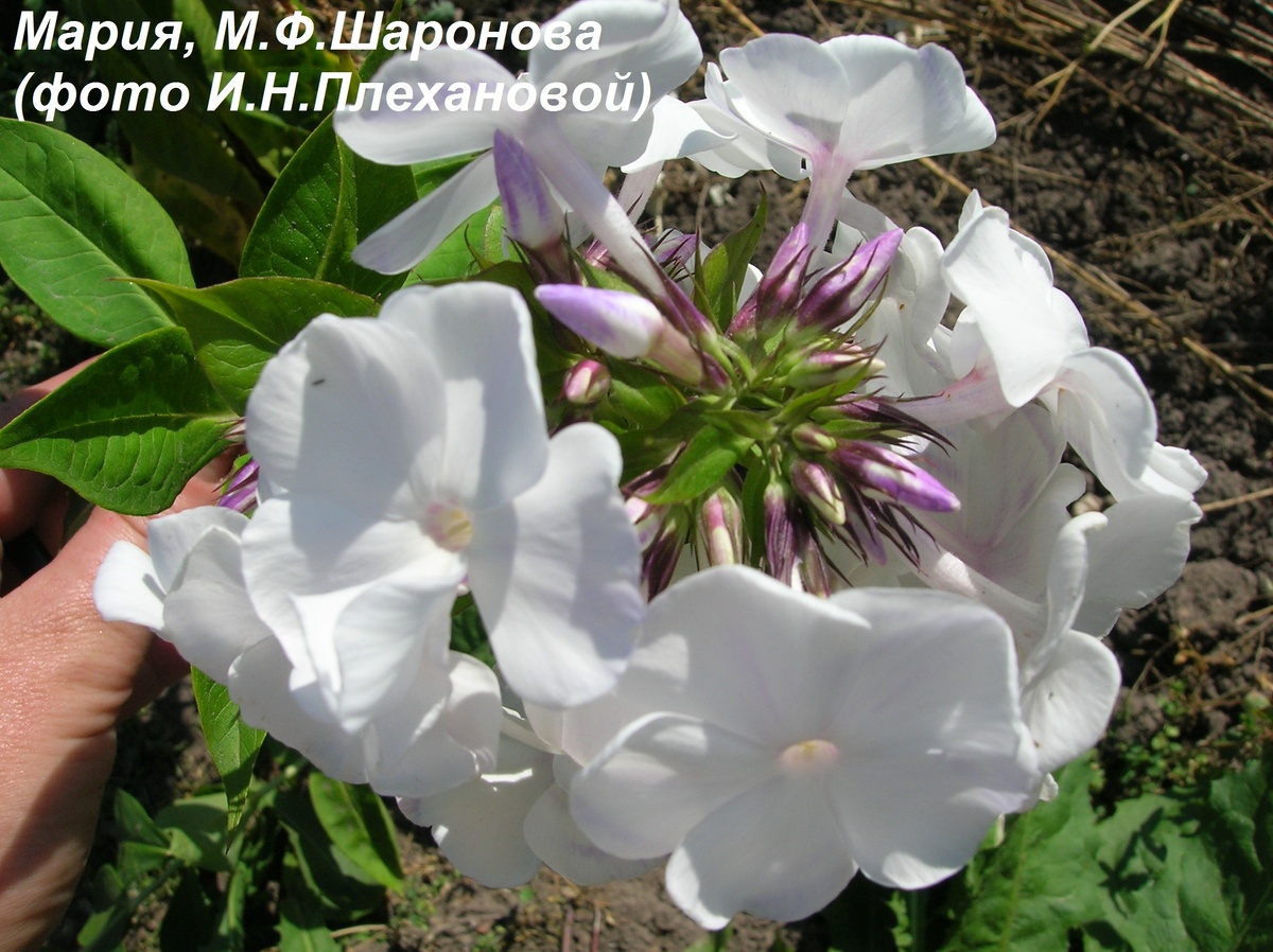 Мария, М.Ф.Шаронова,1965г. Фото И.Н.Плехановой