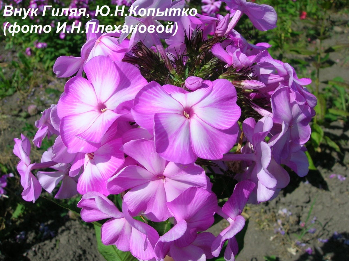 Внук Гиляя, Ю.Н.Копытко, 1970-е. Фото И.Н.Плехановой