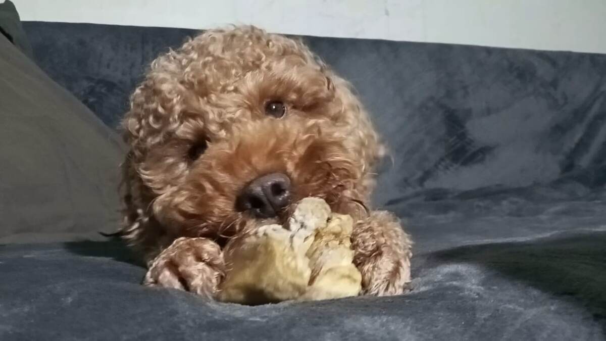 Румпель: - Я вообще очень умный.