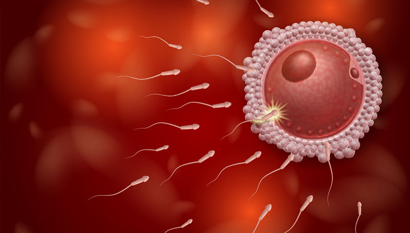 Иллюстрация с сайта гемотест https://gemotest.ru/info/spravochnik/telo-cheloveka/oplodotvorenie-yaytsekletki/