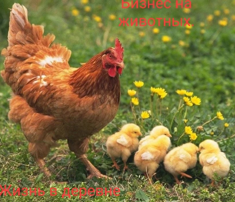 Несушка летом с детками.