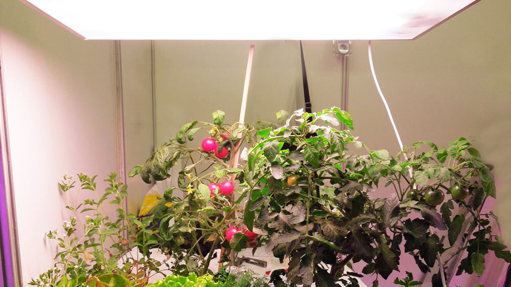 Фото с сайта teplica-spb.ru 