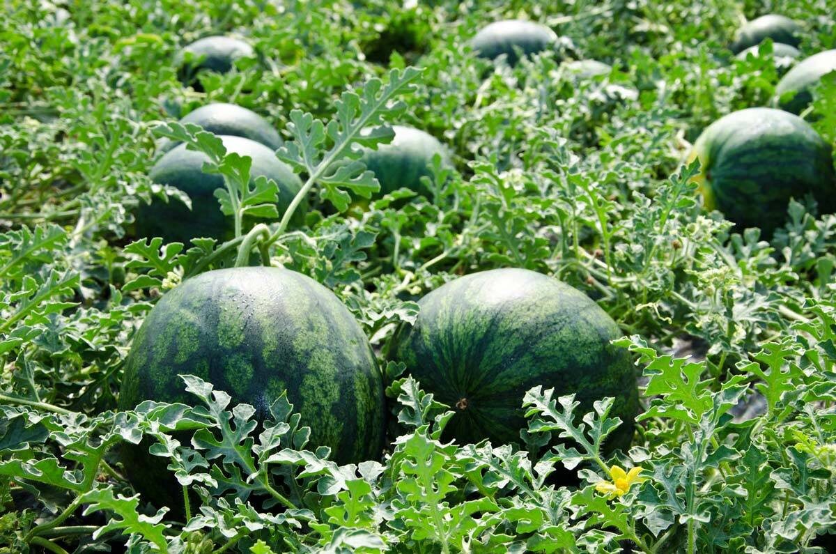 Яндекс картинки.