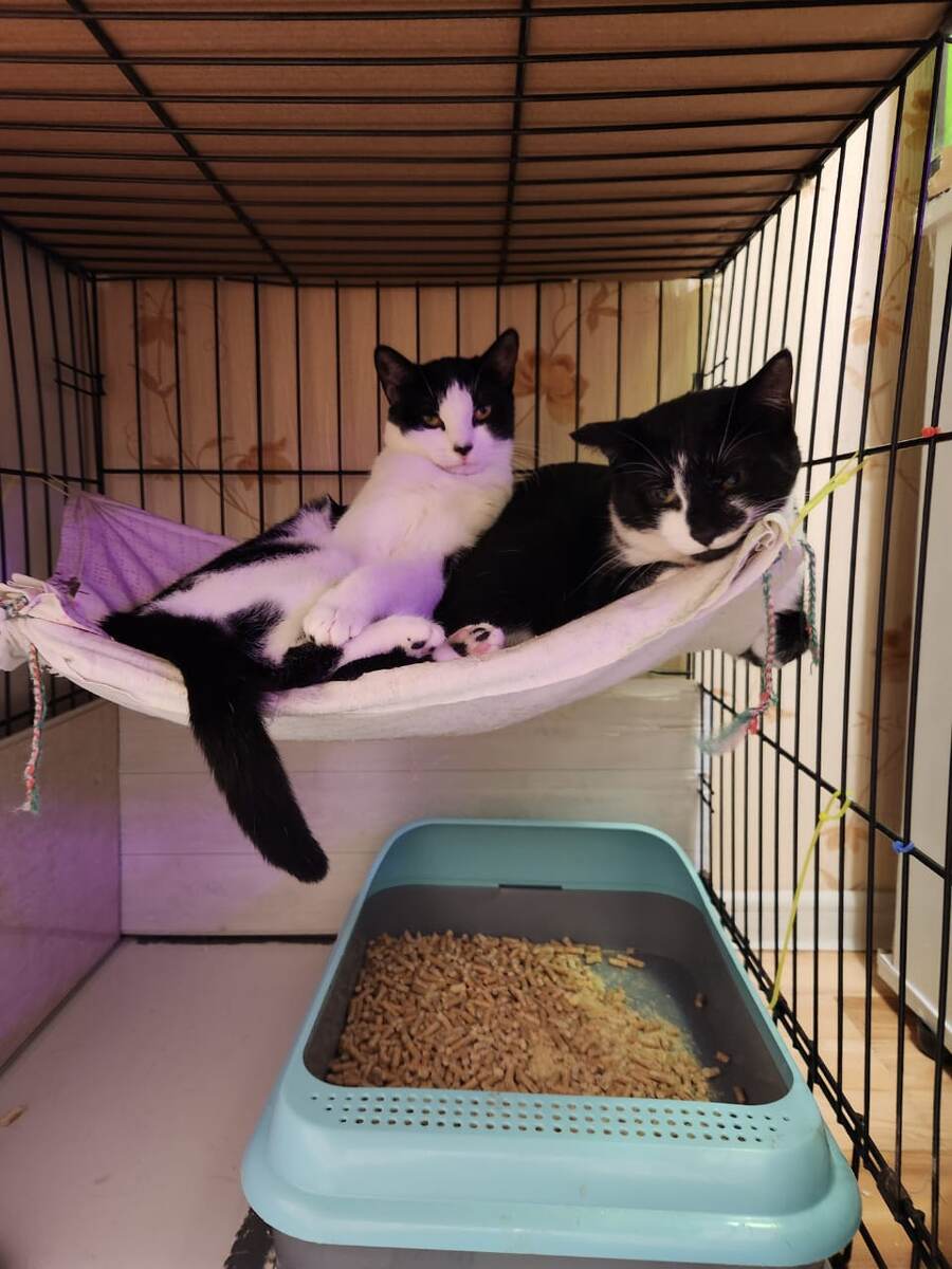 Ами и Шалфей