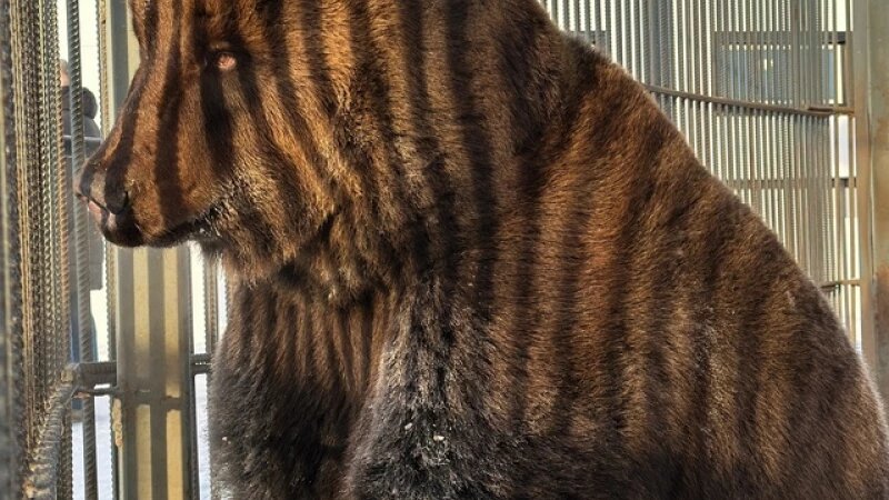     Медведь Миша в Барнаульском зоопарке «Лесная сказка». Александра Чеботарева в ВКонтакте