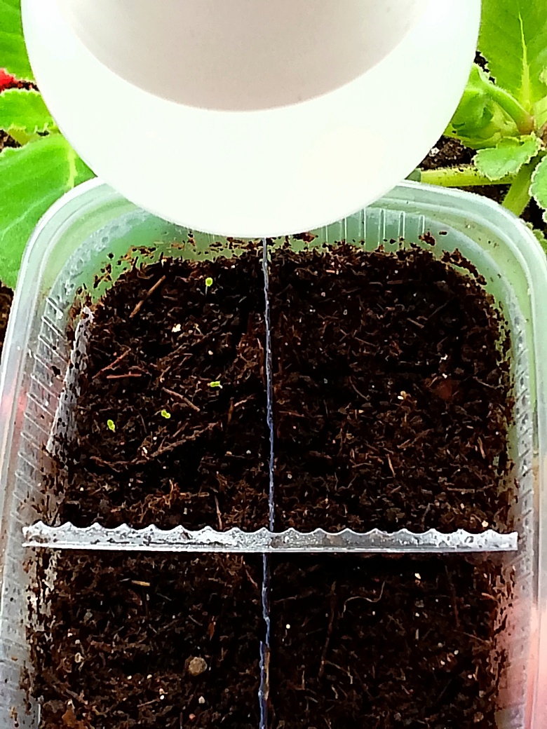 Первые семена глоксинии проросли на 7 день