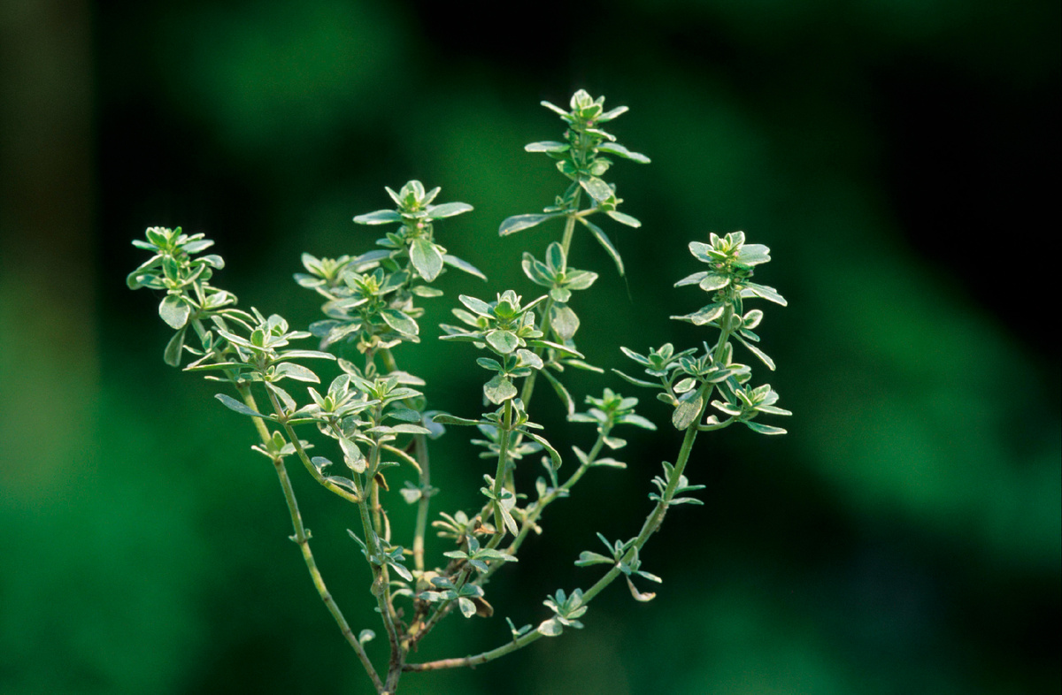 Фото: © Jurgen & Christine Sohns/FLPA/ imageBROKER.com/ Global Look Press