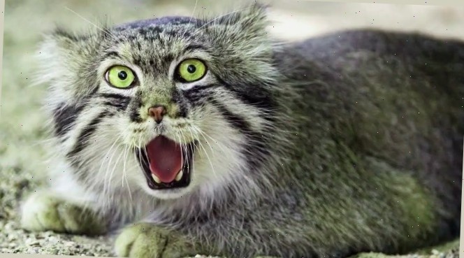 Каждая бабка, когда цена выросла на все: