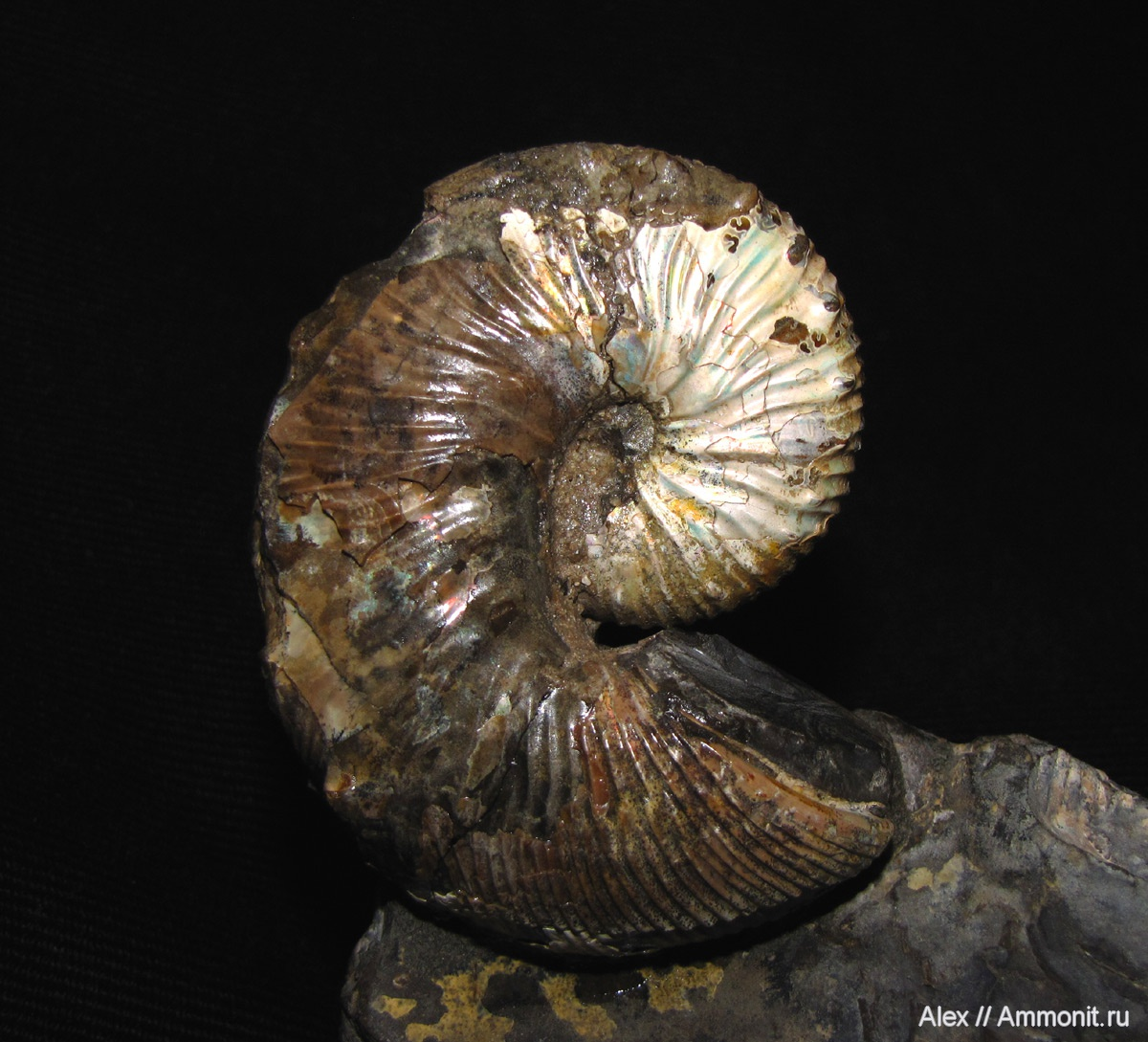 Hoploscaphites cf. nodosus из верхнего мела США, фото Александра Мироненко