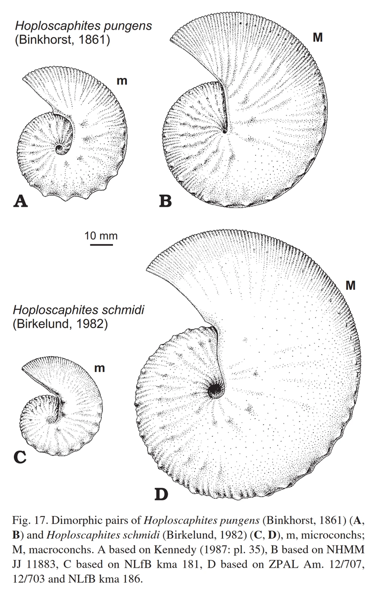 Самцы (m) и самки (M) имели разную степень извращения раковины в зависимости от вида