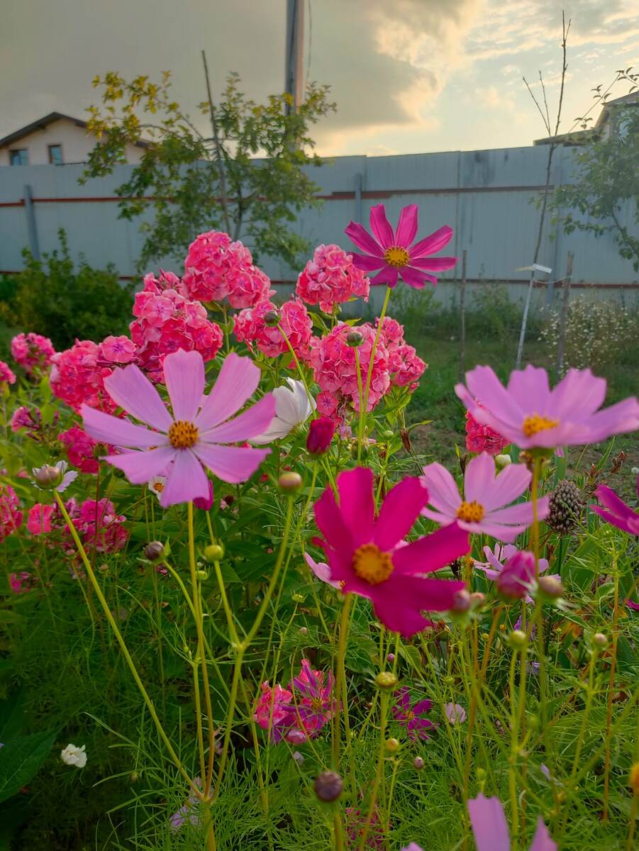 Космеи на фоне флоксов. Мне нравится этот дуэт. Повторю.