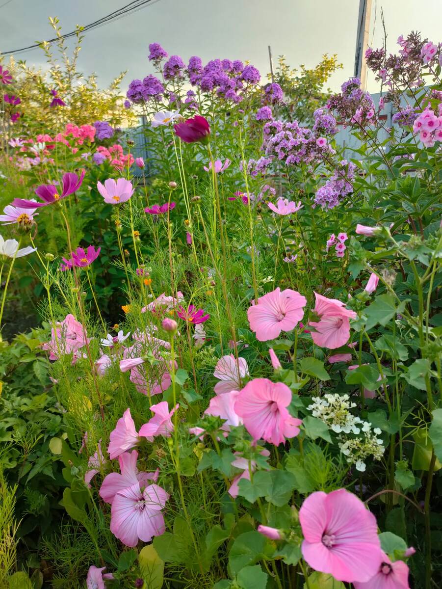 Основа цветника - флоксы и гортензии, остальное - временно, пока солисты не выросли.