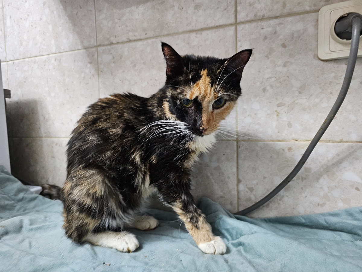 Фото автора. Риша заболела тоже.