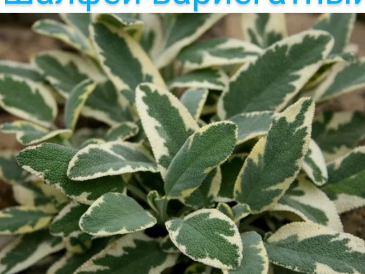 Шалфей вариегатный. Уход и размножение.