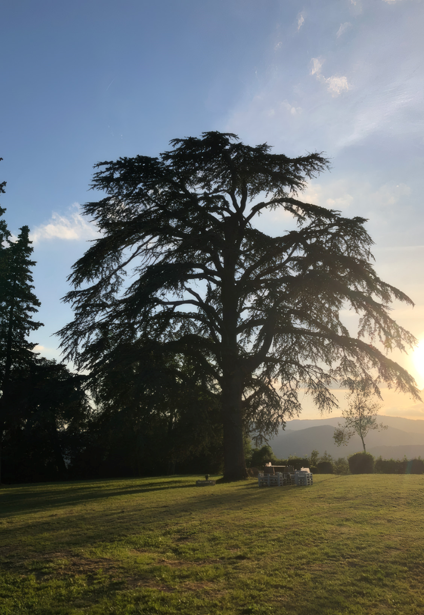 250-летний ливанский кедр - символ хозяйства Fattoria Lavacchio