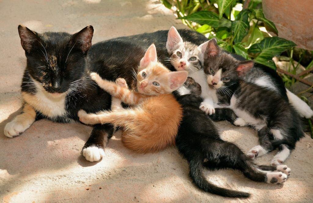 К сожалению, в те времена возможности запросто сфотографировать не было. 