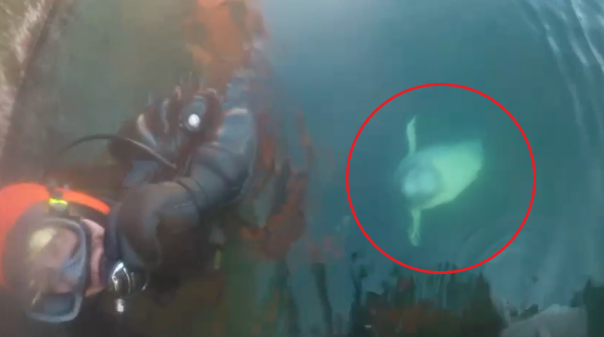    Источник фото: Скрин видео