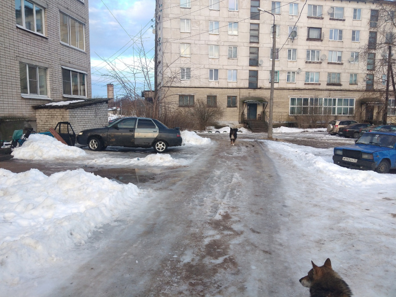    Жители Карелии боятся отпускать детей в школу из-за собачьей грызнипаблик «Подслушано в Олонце | Олонец | Олонецкий район»