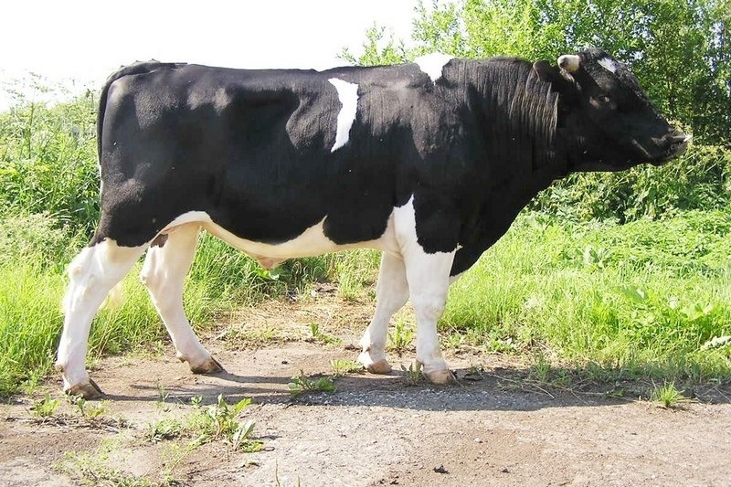 Бык Голштинской породы
