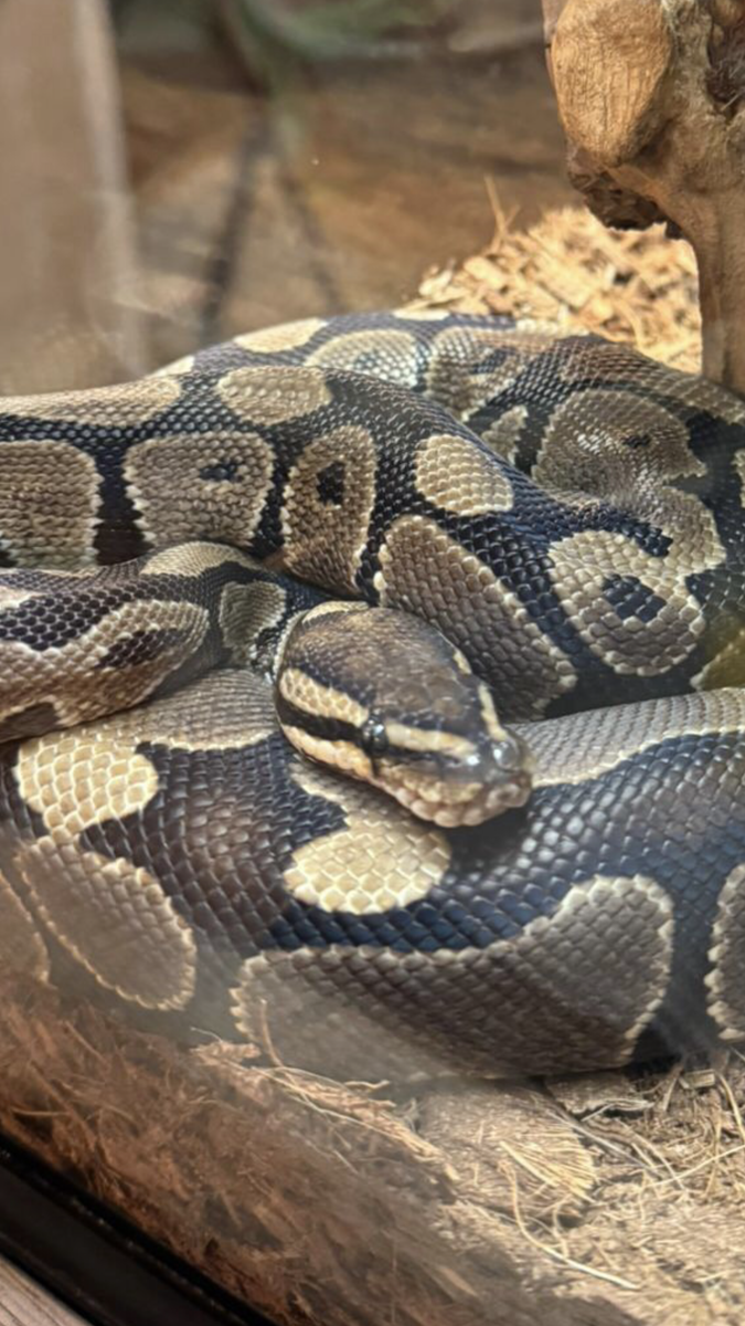 Змея, живет в доме