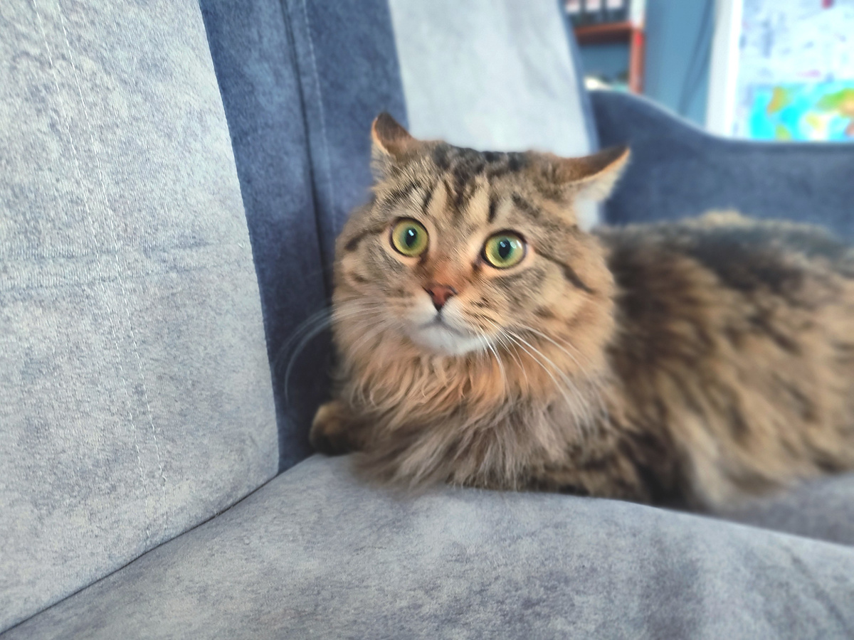 Кот Мася, когда к Паше и Вадиму пришла в гости Алиса