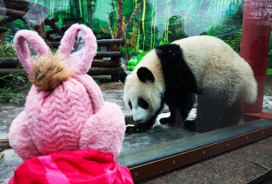    Панда Катюша