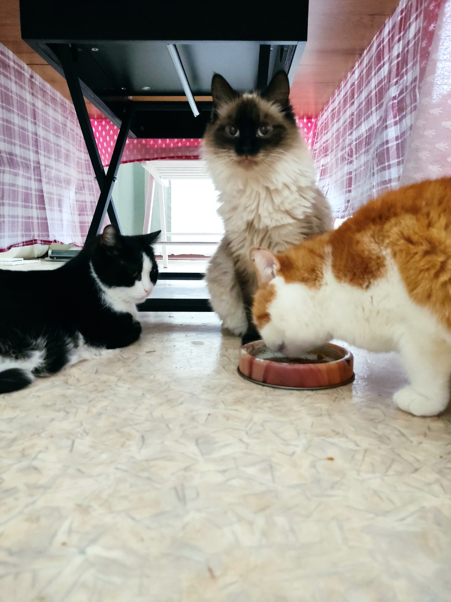 Моня, Фуся и Муся